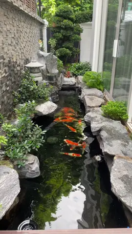 Deco hồ Koi bên hông nhà #creatorsearchinsights #dungzions #landscape 