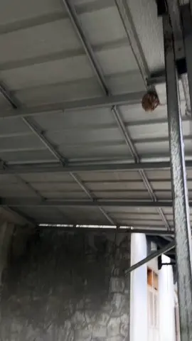 🤩 #beatdeluxe #ring17style #ring17style #dexaa 