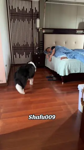 #粉丝一千万#pet#pets#cute#funny#viral#dog#funnydog#funnyvideos#foryou#IoI#fyp#fypツ 