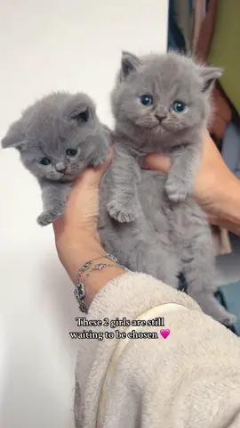 Message for all enquiries 🩶 #britishshorthair #kitten #bsh #forsale #bluebritishshorthair #bshcat #britishshorthaircat #blue #london #surrey #uk 