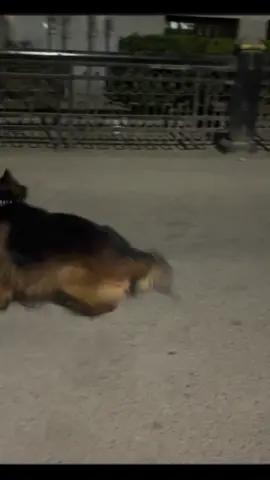 قول ما شاء الله  #كلاب_شرسة #جيرمن_شيبرد #مالينوا_شاربوني_ماسك_نوار #جيرمن 