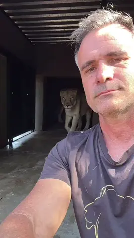 Turned my back… still breathing. Gabby strolls past, Bobcat gives the trademark head-butt. No ambush, no “alpha showdown,” just family business. If you think I’m prey, you don’t know the game. If you doubt the bond, you haven’t earned a paw-print of trust. These lions—and my dog Amira—are blood to me, and I’ll defend blood with everything I’ve got. #trustoverterror #familyisntalwayshuman #protectwhatyoulove #gabby #bobcat #amira  #CaptivityIsNotFreedom 