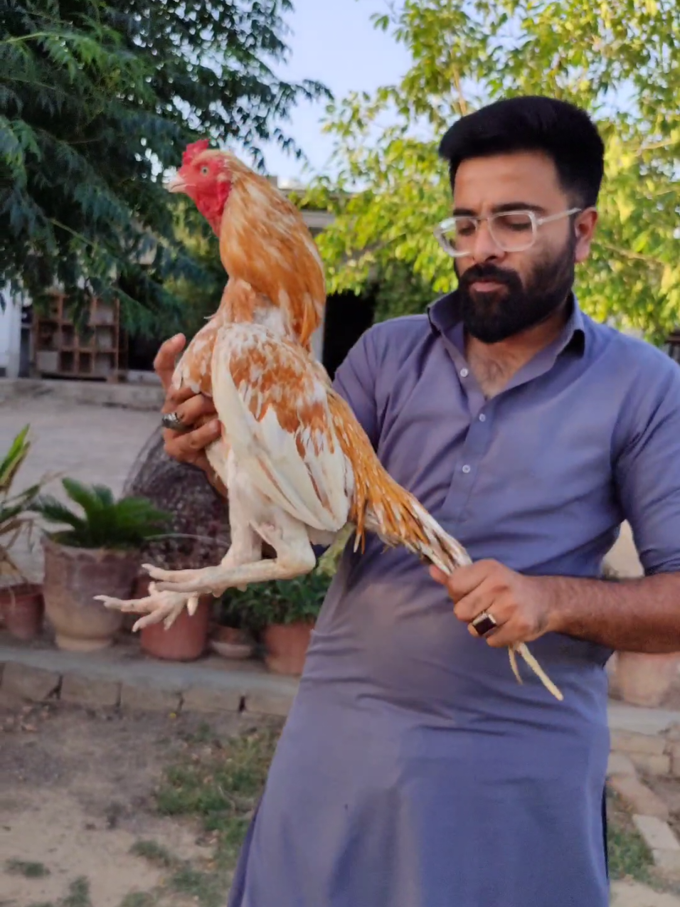 Cheena Aseel #FahadAmir #aseelfarm #foryoupage #foryou #aseel #aseellovers #shoq #viralvideo #aseelsetup 