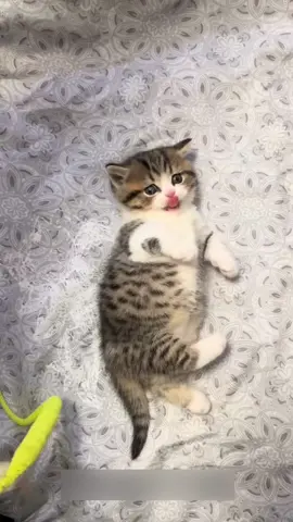 I love my paws😊.#pets #cute #cats #kitten 