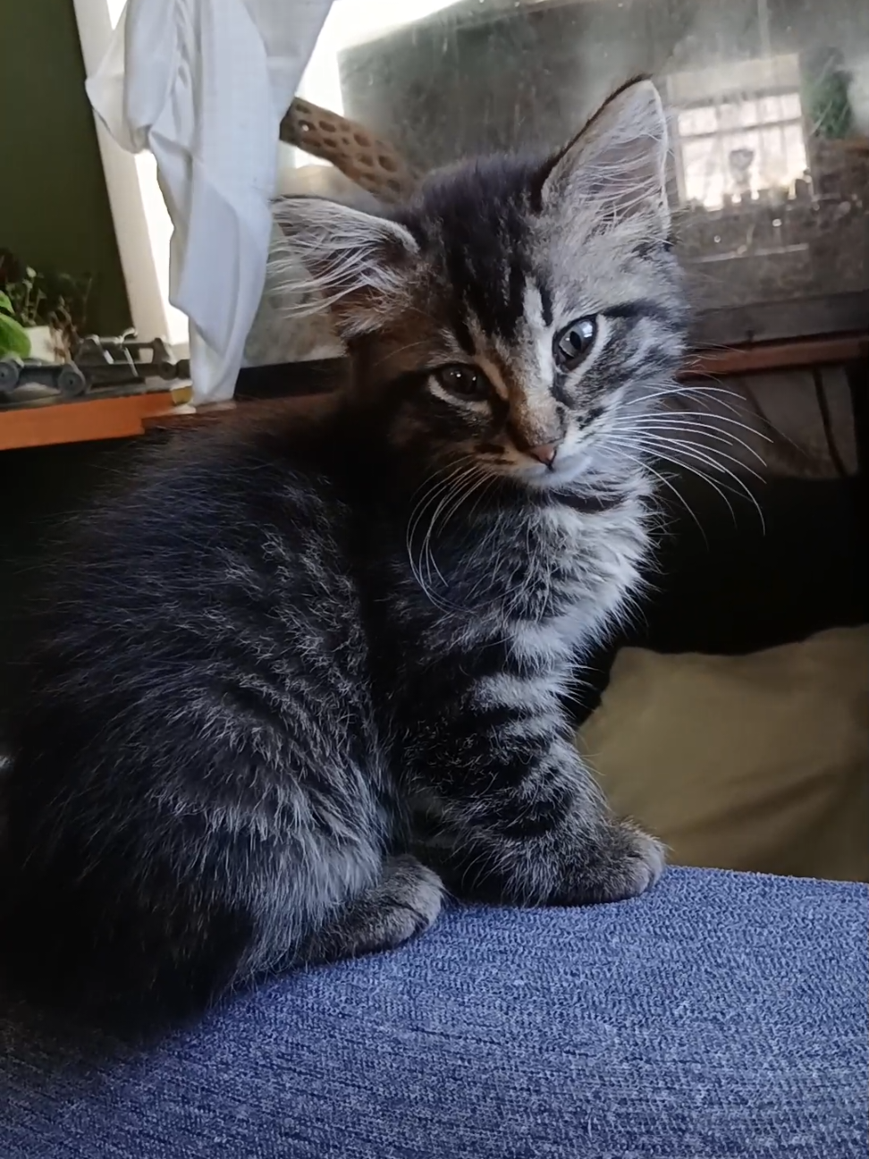 #fyp #kitten #longhaired #sahm #alabama #cat #tabby 