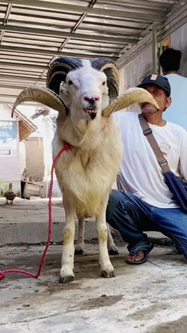 diusap ditatap 🥰🐏 #dombagarut #domba #dogar #fyp #qurban #iduladha2023 #CapCut 