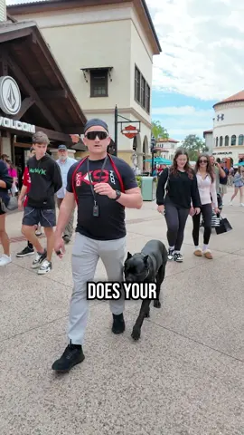 Here’s the deal: if your dog can’t hold a down-stay in a high-distraction environment, they’re not ready for real-world obedience. We’re in the middle of Disney Springs—crowds moving, people getting close, noise everywhere. Thanos holds his down-stay like it’s nothing. No leash. No second chances. One command, and he’s locked in. This is what it looks like when a dog knows their job, and trusts their training. If you want to learn how to train your dog from Zero to Hero... Check out our FREE COURSE 