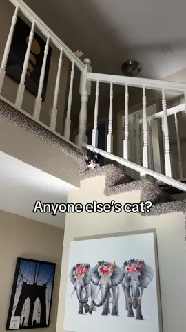 Oreo better chill out #catmom #catsoftiktok #bigeyedcat #scary 