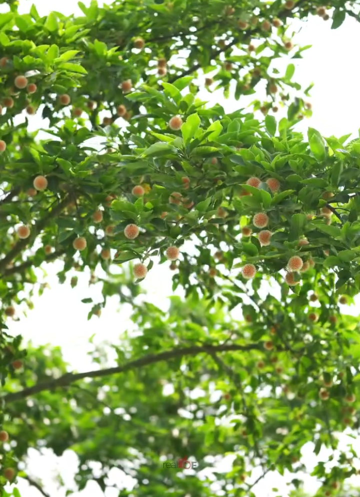 কদম ফুল দেখতে সুন্দর #🥰🥰🥰 #foruyou #music #likes #followforfollowback #VoiceEffects 