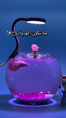 disponible pour commander, contactez-sur WhatsApp:0561014693 Insta:house.of.fishh #fish #aquarium #cadeau #algeria 
