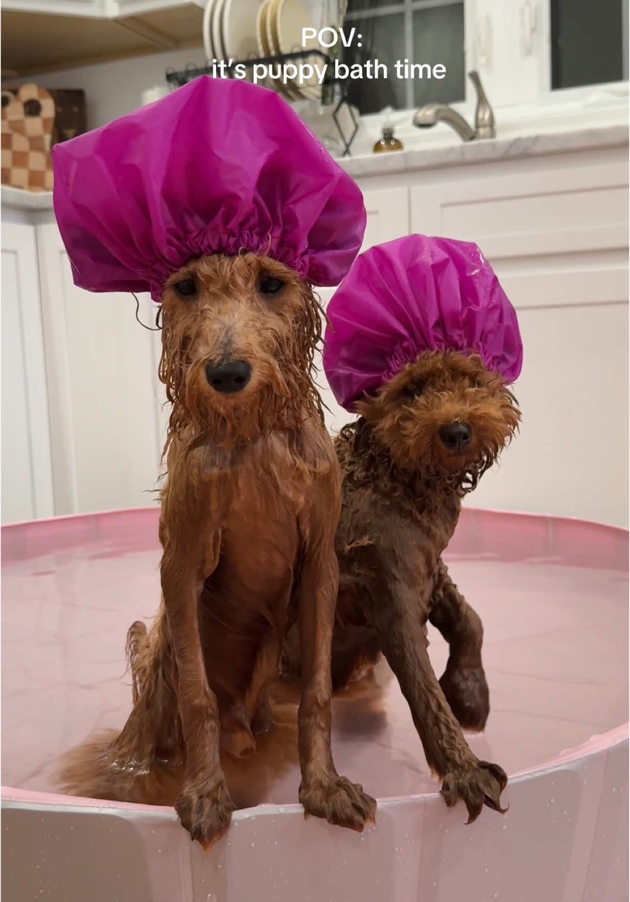 it’s bath time! #puppy #puppies #poodle #poodlesoftiktok #bath #dog #pool #dogpool #bathtime #bathtimefun #amazon #amazonpet #petaccessories #fyp #fyppppppppppppppppppppppp 
