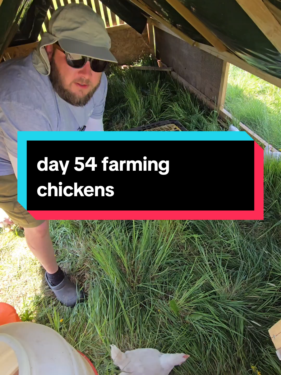 day 54 farming Chickens, batch 1 gone to be processed! #chicken #farm #farmlife #offgridliving #offgridlife #homestead 