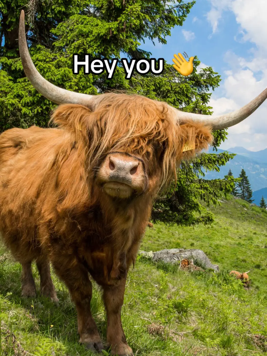 Our latest research takes a deep dive into the the media habits of UK adults from device use, social media and trust online. Find out more at ofcom.org.uk. #DidYouKnow #facts #education #learningontiktok #canva #Scotland #highlandcow 