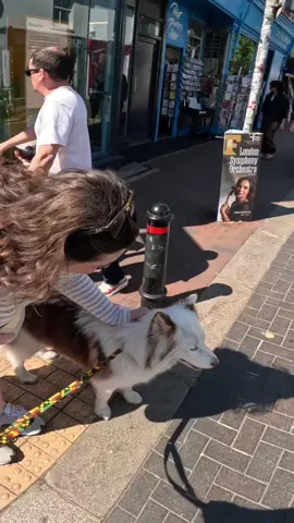 Interactions with my dog!!  #husky #beach #viral #pets #fyp #foryou #doglover #beach #viola 