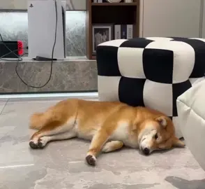 波波，你在想什麼呢？ #新加坡柴犬 #養寵 #分享日常