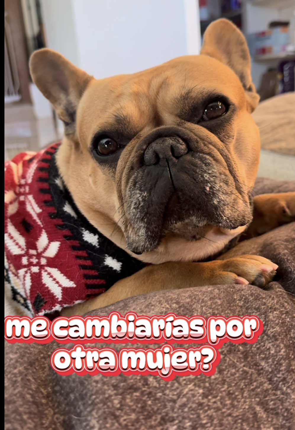 #Recuerdos qué malo eres con ella, como le puedes decir eso 👎🥲🤭😅😂 #comedydogs #funnyvideos😂 #perritosgraciosos #perritosgraciosostiktok #parati 