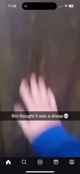 A Sheep outside 