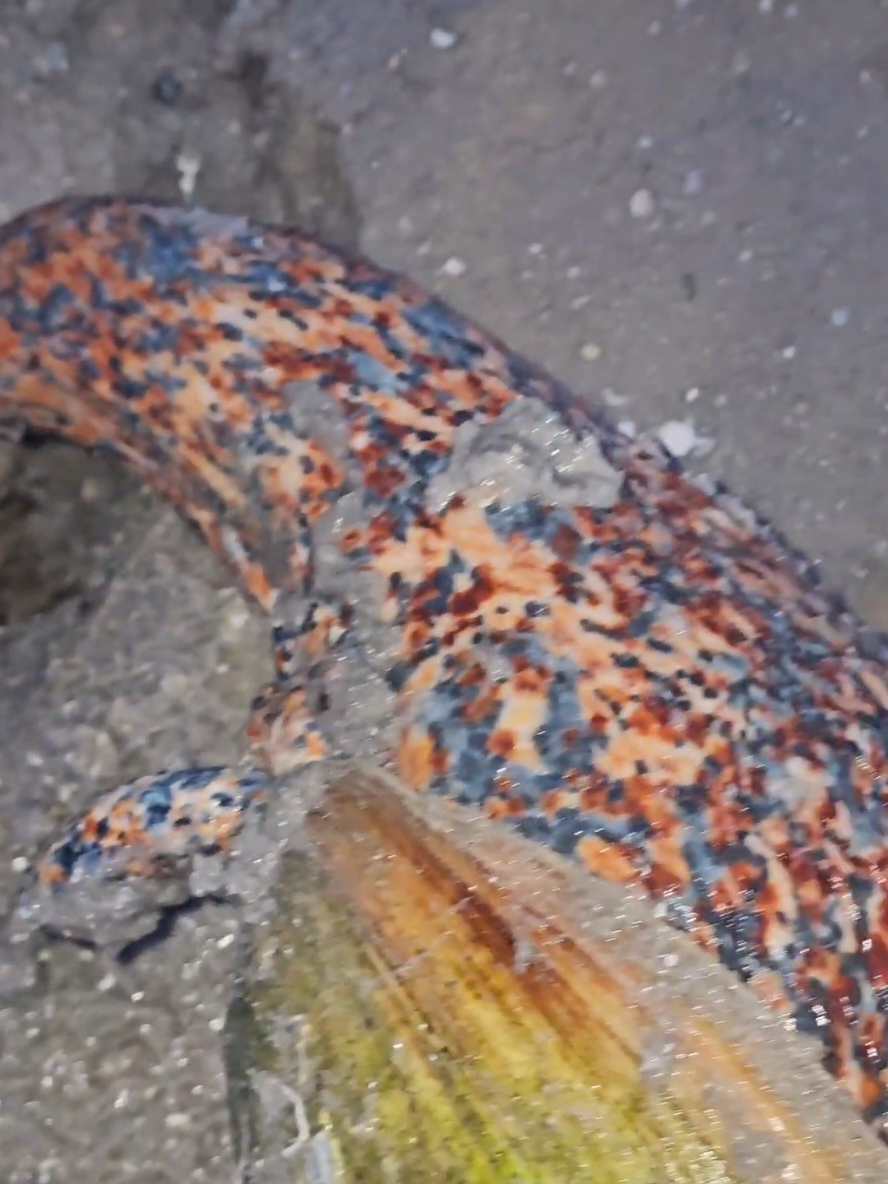 Strange snail 