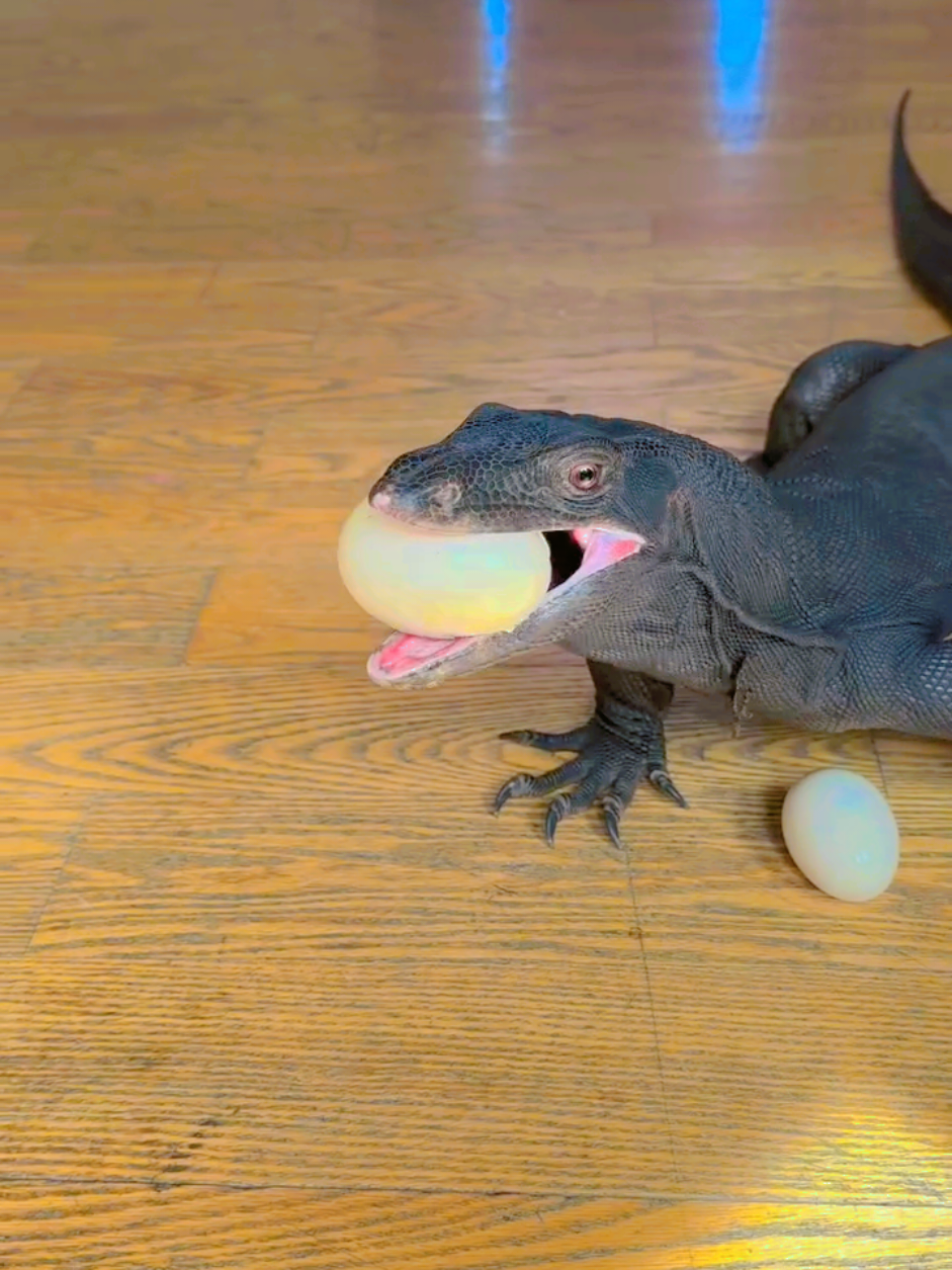 Yumurta canavarı Rafıık