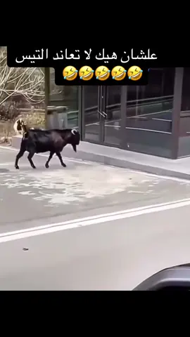 لا تعاند التيس #الشعب_الصيني_ماله_حل😂😂 #ضحك #فيديوهات_مضحكة #فكاهة #عرب #كل 