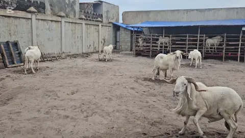 #CapCut #fêtedumouton #grandmouton #aïd2025 #aïdelkebir #tabaski2025 #elevagemoutonbenin #xlarge #Balami #Moutons 