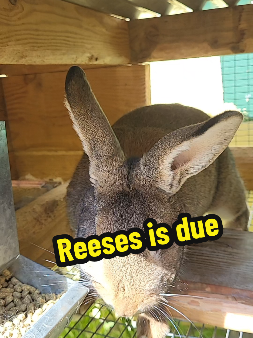 Replying to @user201558573617  it's time.  #meatrabbits #dmrbushcraft #babyrabbit 