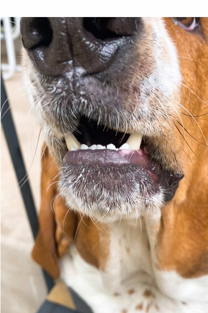 Back at it again. 😁 #basset #🐶 #🐾 #bassethound #fyp #fypシ #😊 #bassethounds #❤️ #baudelaire #🖤 #boernebasset #🥰 #hounddog #lowrider #Love #tiktok #happy #cute #dogsoftiktok #fun #funny #viral #trending #trend #wild #silly #follow #keeprollin #😎 