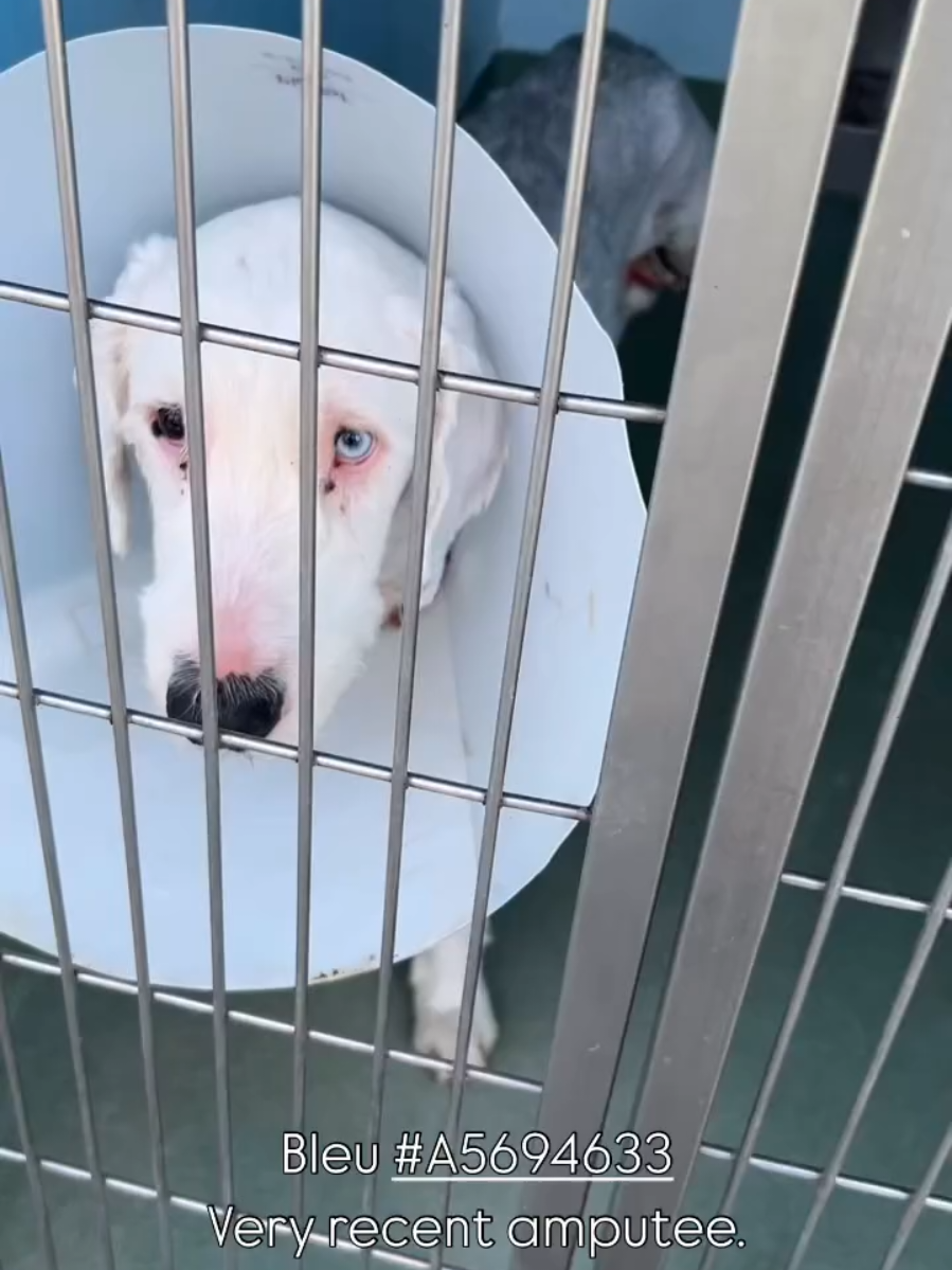 🆘️🆘️BLEU OWNER SURRENDER INJURED & RECENT AMPUTEE NEEDS A LOVING CLEAN SANITARY SPOT TO HEAL🆘️🆘️ this guy is breaking my heart 💔💔 please open your hearts & home to him  🙏🏼🩵 Bleu #A5694633  Very recent amputee‼️  Baldwin Park Animal Care Center (BPACC)  4275 Elton St, Baldwin Park, CA 91705   (626) 962-3577 M-Sat- 11 am -5 pm Closed Sun . . . . . #oldenglishsheepdog #sheepdog #sheepdogsoftiktok  #oldenglishsheepdog #sheltersurvivor #adoptadog #fosteradog #dogoftheday #fosterlove #shelterdogsoftiktok  #rescueme #shelterdog #dogrescue #adoptdontshop #tiktokdog #dogsoftiktok #rescuedog 