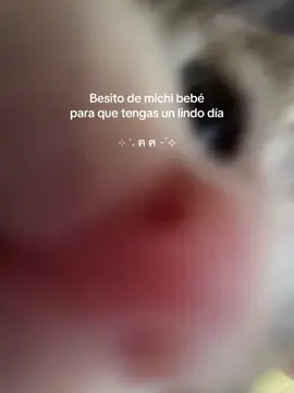 ฅ≽(•⩊ •マ≼ #cat #catsoftiktok #catlover #cattiktok #cattok #cutebaby #cutecat #babycat #sweetie 