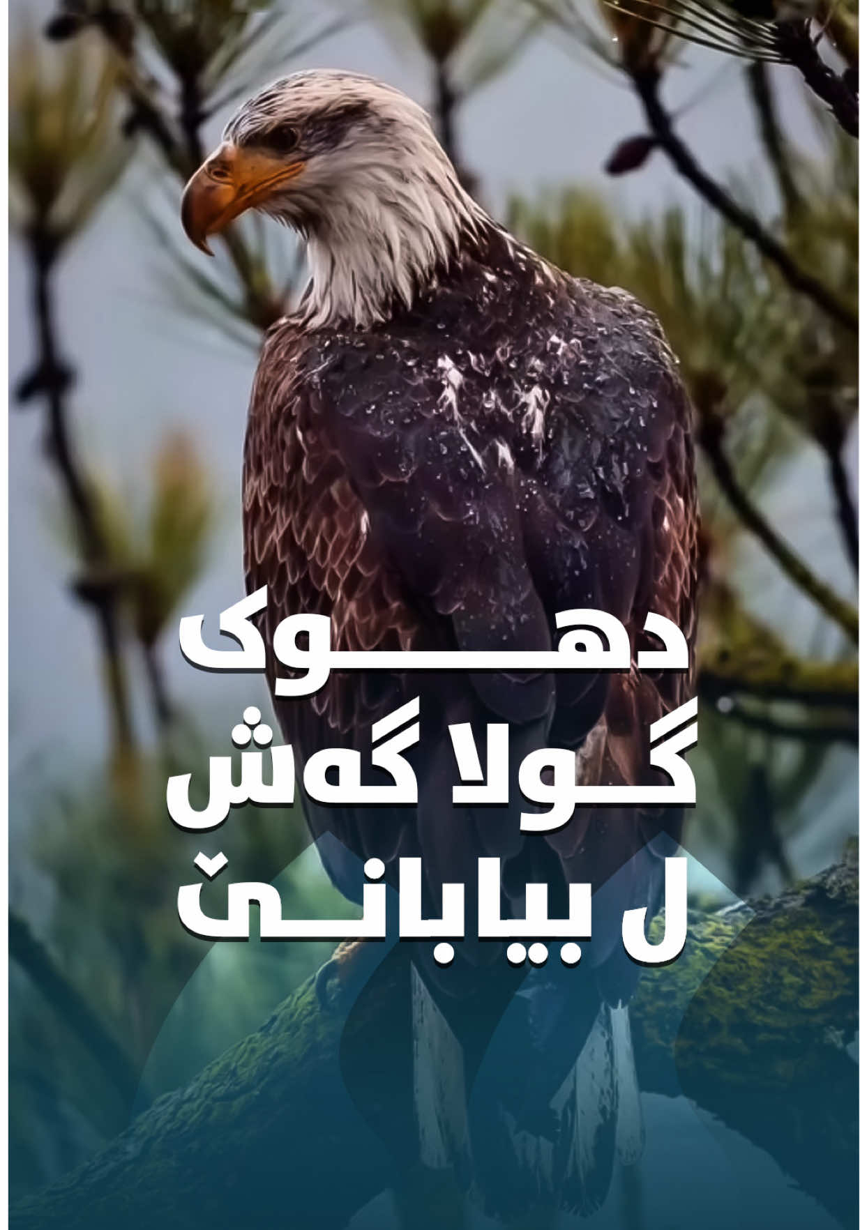 دهوک گولا گەش ل بیابانێ 💛💙