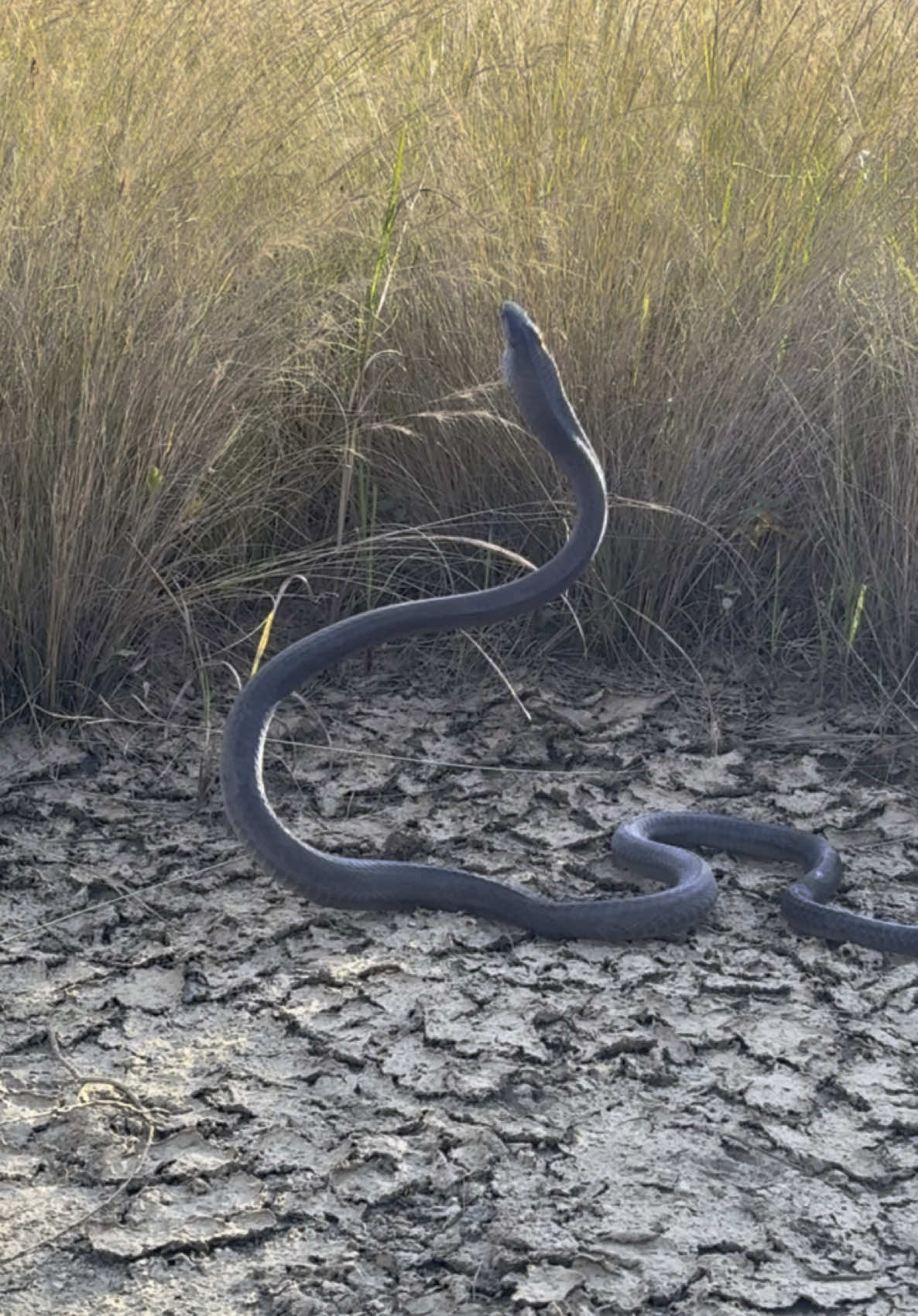 Africas largest venomous snake the Black Mamba.  #snakes #herpsza #wildlife #southafrica #venom #venomous #blackmamba #dangerous  