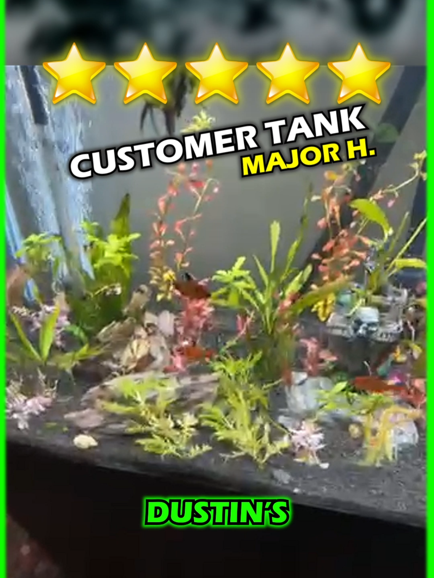 🌿 Don’t just take it from us… our customers say it best: WE KNOW AQUARIUM PLANTS! Dive into the lushest collection of freshwater plants online 🐠 👉 Ready to level up your tank? Click here → https://dustinsfishtanks.com/ Follow us: @dustinsfishtanks #TankOn #AquascapeGoals