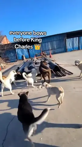 Alpha King Charles👑 #kingcharles #fypage #alpha #fyp #alphadog 