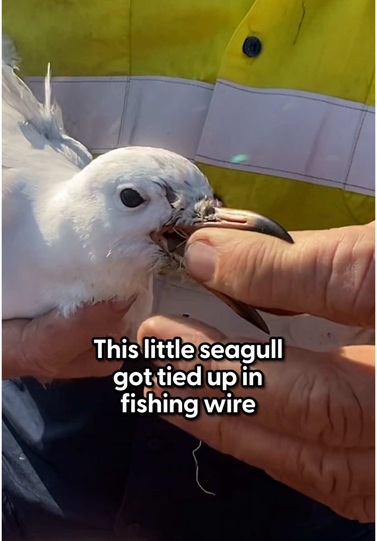 His seagull friend was trying to ask them for help ❤️ Keep up with @Project Interrupt 