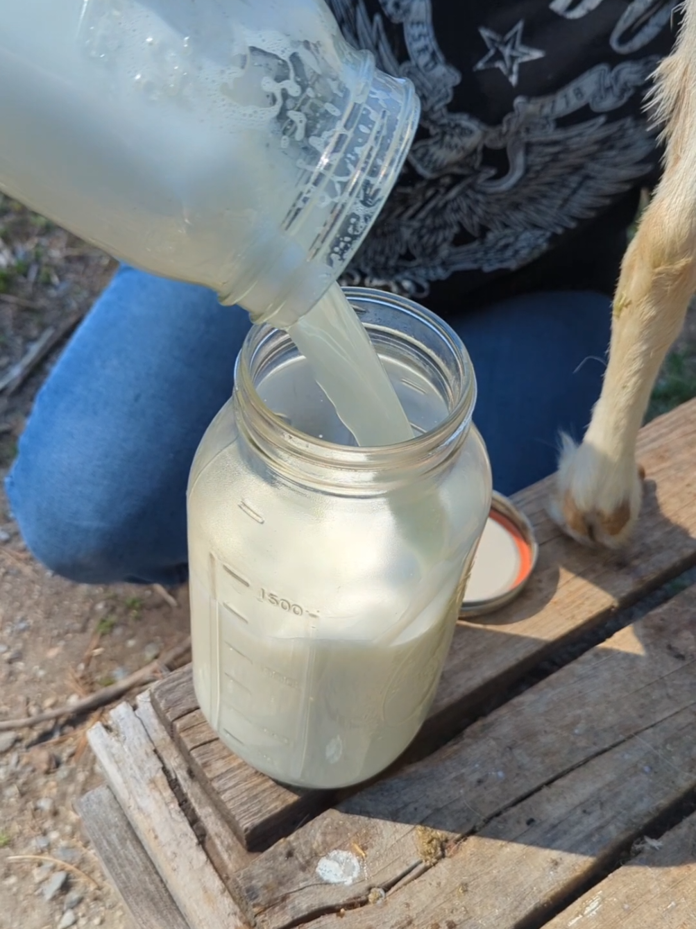 Good Morning! Let's milk the goats! #dairygoats #goats #milk #farmlife 