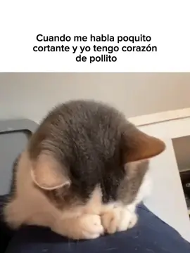 #goodvibess_xd #paradedicar #gato #fypppppppp #pinterest 
