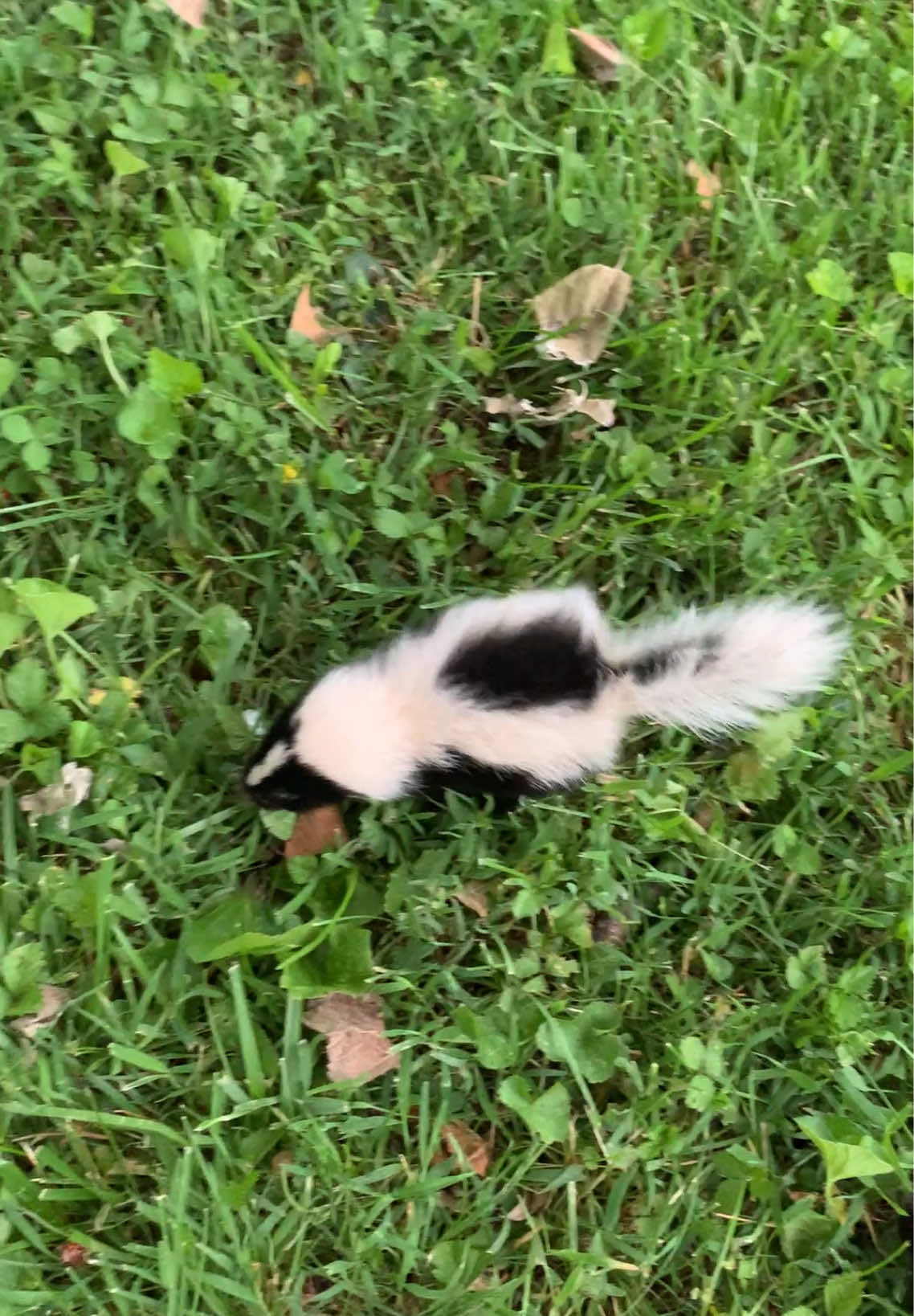 #babyskunk #skunk #skunksoftiktok 