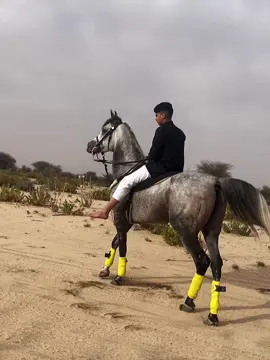 قفل على الترند جسار#خيل_وخياله🐎 #الشعب_الصيني_ماله_حل😂😂 #الخيل_العربي_الاصيل #foryou #اكسبلور #fyp 