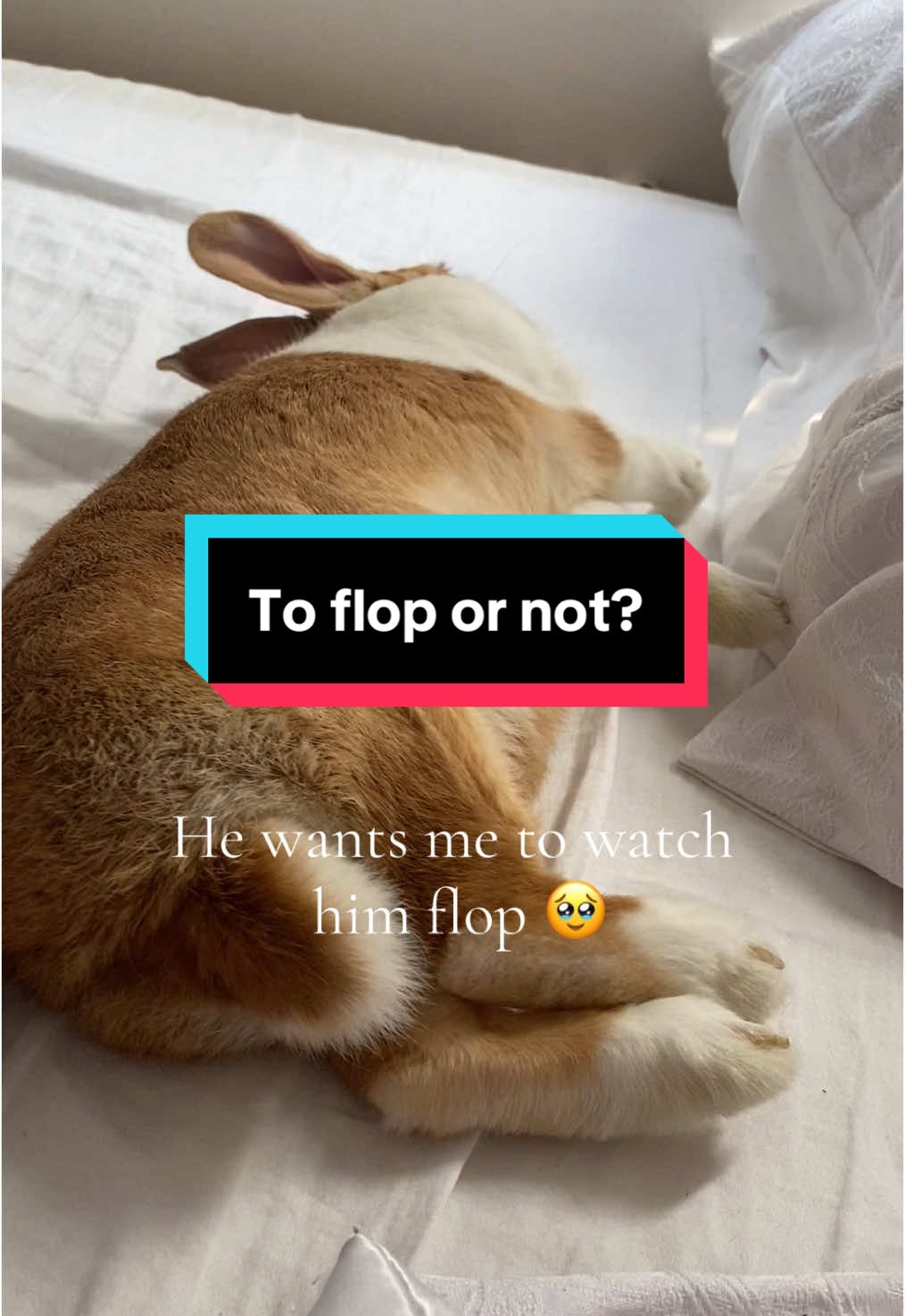 My bunny likes to flop for attention 🫢 And I’m here for it! #bunny #buntok #bunnies #bunniesoftiktok #flop #floptok #rabbit #rabbits #rabbitsoftiktok #cutie