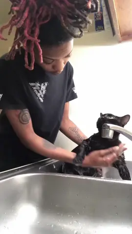 Black cats behavior 😮😺 #kitten #funny #funnycat #funnypets #funnyanimals #funnycatsoftiktok #cutecat #catlover #catsoftiktok #cats 