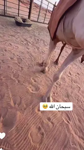 #قعيدالمجد🇸🇦 #اكسبلورexplore 