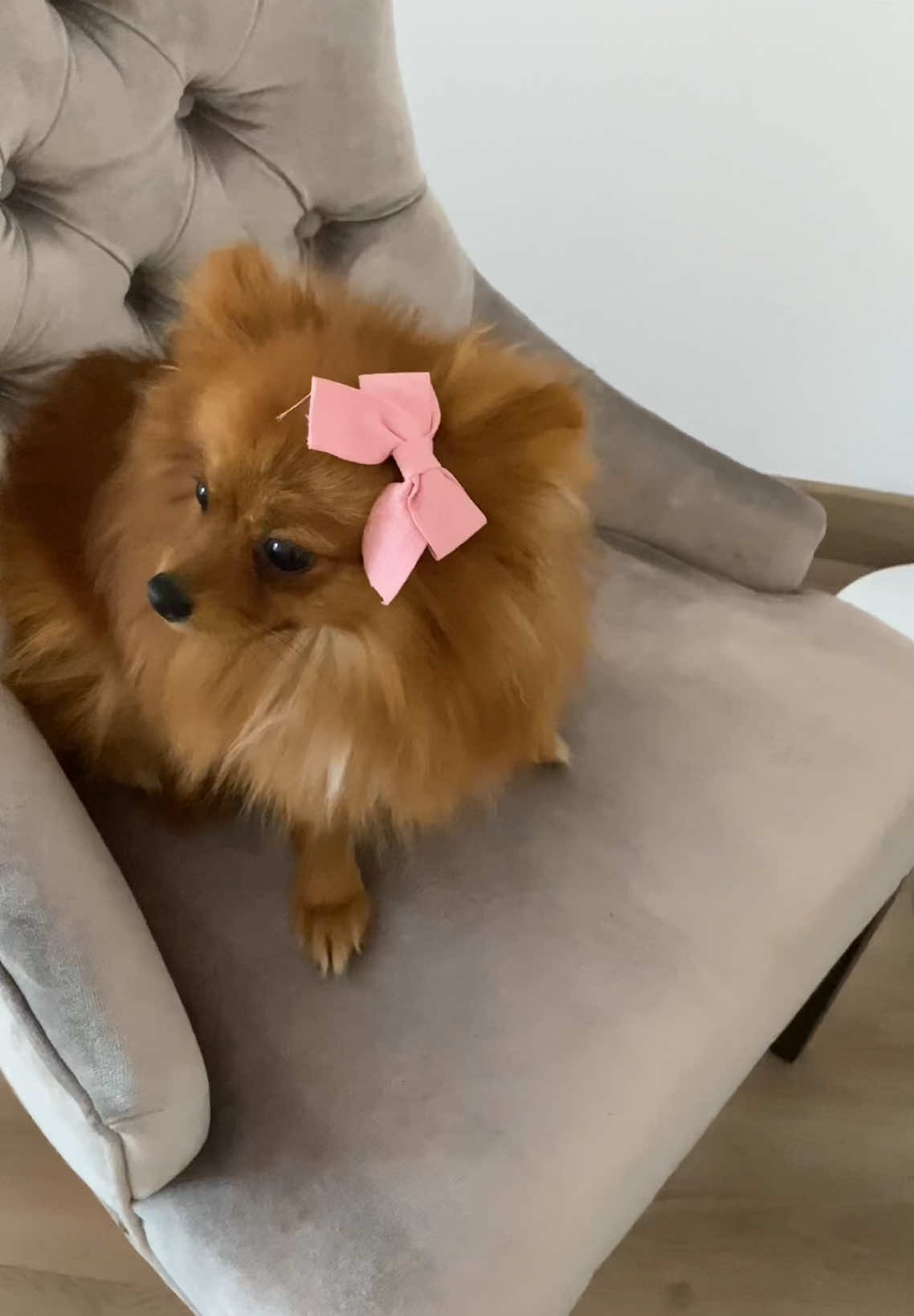 🐩🎀🏯🎍🍥.                                       #viralvideo #foryoupage 