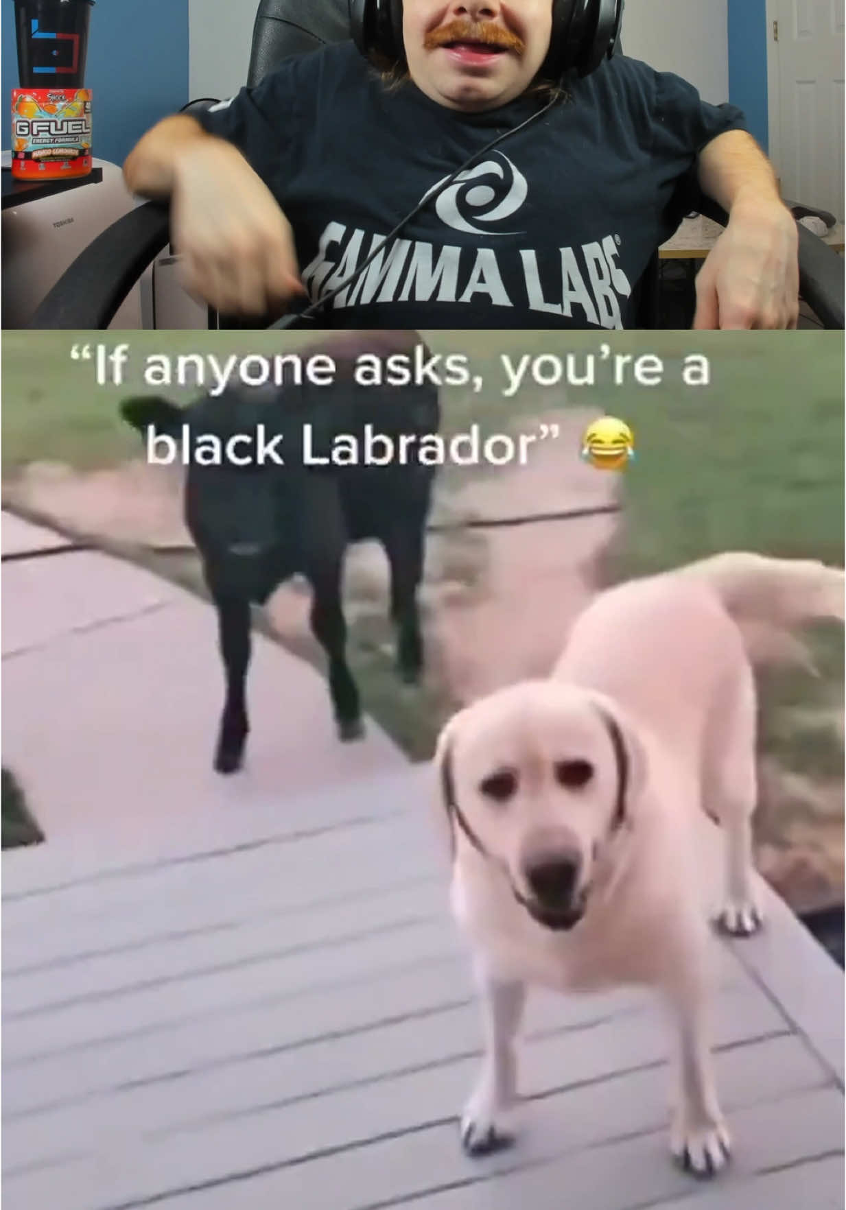 These dogs are wild 😂 #fyp #fypシ #trending #viral 