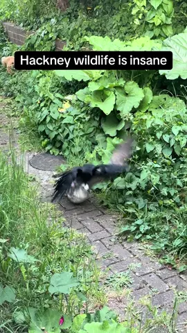 Sorry but what the actual earth is going on??? #seagull #fox #london #wildlife #chaos #viral 
