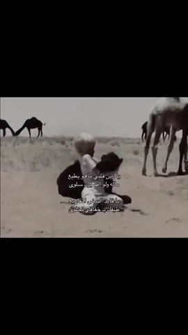 يا زين قلبي ماهو يطيع #جفران_المري 