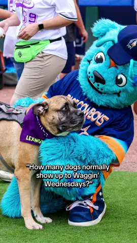 ITS WAGGIN WEDNESDAY EVERYBODY!! STAY CALM!! 