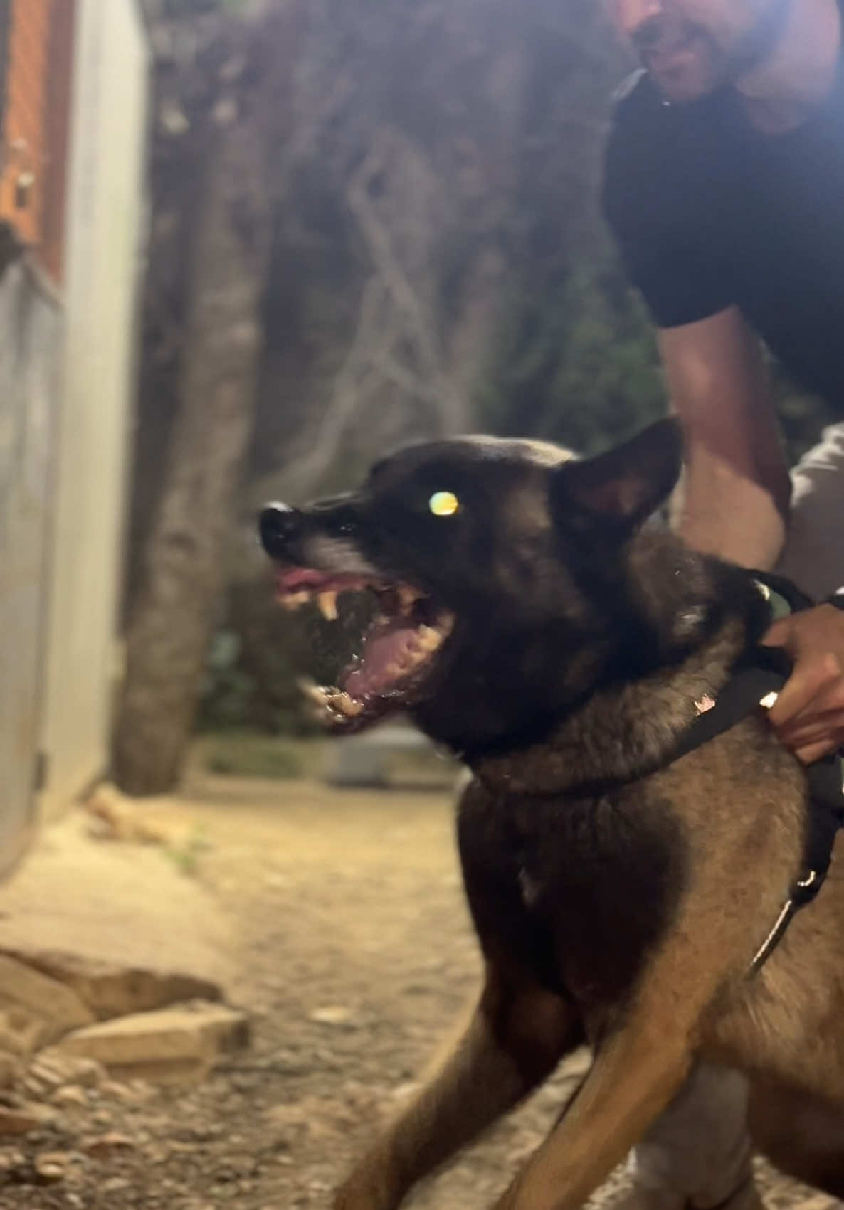 Teeth out, attitude up. ☠️#dogs #dogsofttiktok #puppy #malinios #الشعب_الصيني_ماله_حل😂😂 #fyp #lebanon🇱🇧 #breed #viral #angry 