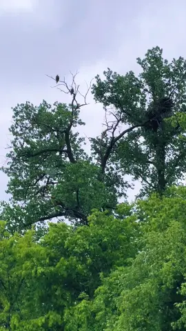 @1-1 Thanks for always sitting in the treetops with me, when it rains… ♥️ #BirdsOfTikTok #BirdTok #NatureTherapy #RainyDay #EverydayMagic #LoveAlways 