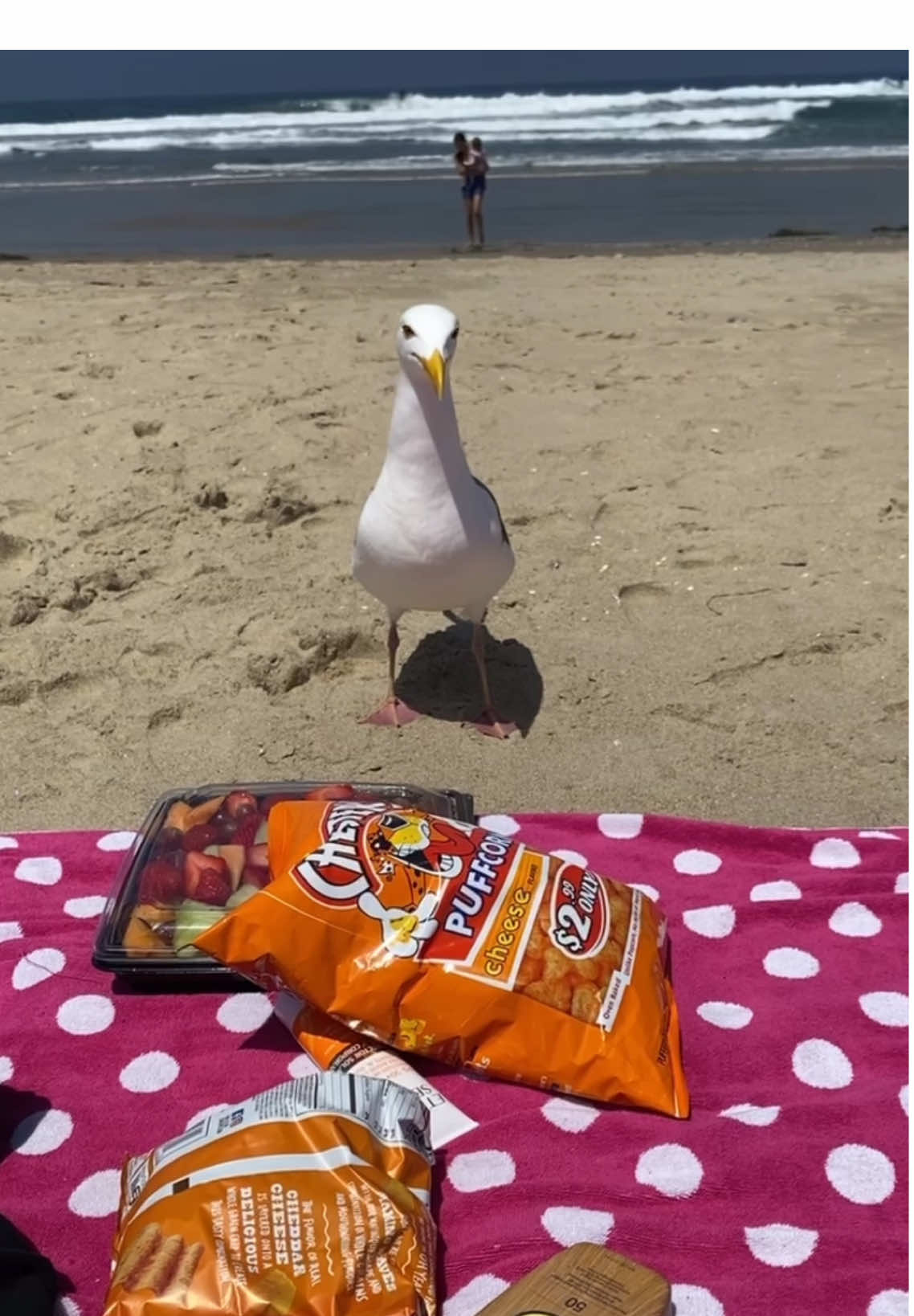 Tell me your seagull story 😭 #fyp #parati #fypシ #funny #seagulls 