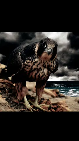 #CapCut #دامها_دعوه_تحدي #شيلات_حماسيه #شيلات #شيلات_طرب أكسبلور لاهنتم ❤ •.* ••.* #🦅❀༼طير ༽♡بلا♡جناح💔ᬽ✿ .# .# .# .# #قطر #m17en____mk  #امدح_الطيب_واسجل_ميجوز😎 #شيلات #صقر #الاردن #سوريا #السعودية #الأمارات #مصر #عبسي #trending #trend #تصميمي #🦅❀༼طير ༽♡بلا♡جناح💔ᬽ✿#يمان_نجار #مشاهدات #ترند #🦅❀༼طير ༽♡بلا♡جناح💔ᬽ✿@🦅❀༼طير ༽♡بلا♡جناح💔ᬽ✿ 